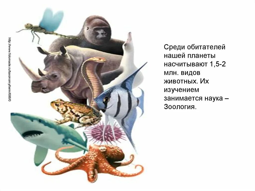 Науки изучающие виды животных. Зоология. изучением животных занимается наука. зоология картинки для презентации. рисунок на тему зоология.