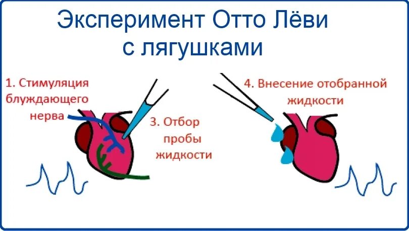 Сердце лягушки разбито