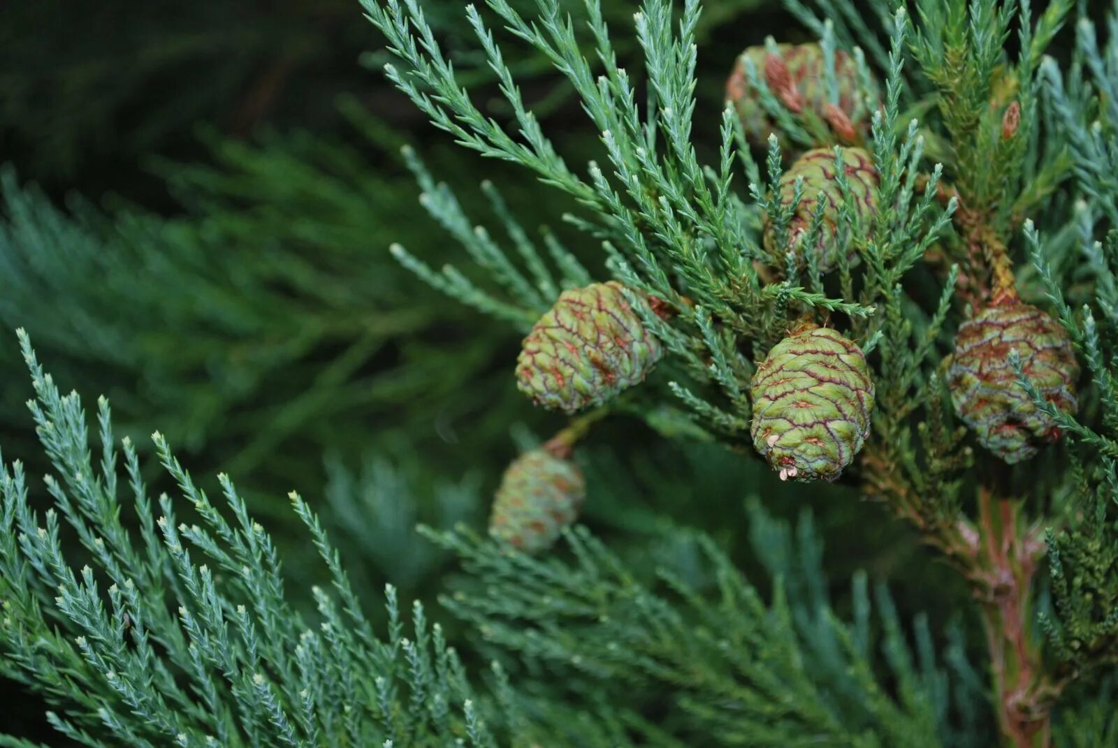Секвойя вечнозелёная листья. Секвойя хвоя. Секвойя вечнозеленая хвойные. Секвойя дерево. Секвойя дерево.