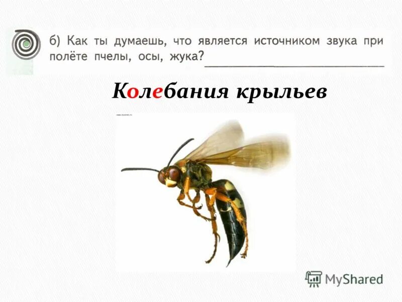 королева шершней. оса которая издаёт звуки. европейская бумажная оса polistes dominula ch. осы много. звук осы.