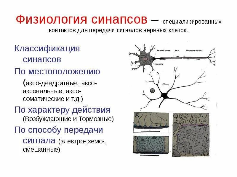 Какое свойство у нервной ткани. Классификация синапсов физиология. Синапсы строение функции классификация. Строение и классификация синапсов. Строение синапса физиология.