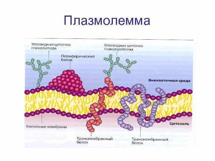 Цитолемма это. Строение плазмолеммы гистология. Плазматическая мембрана и плазмолемма. Строение клетки плазмолемма гистология. Функции плазмолеммы гистология.