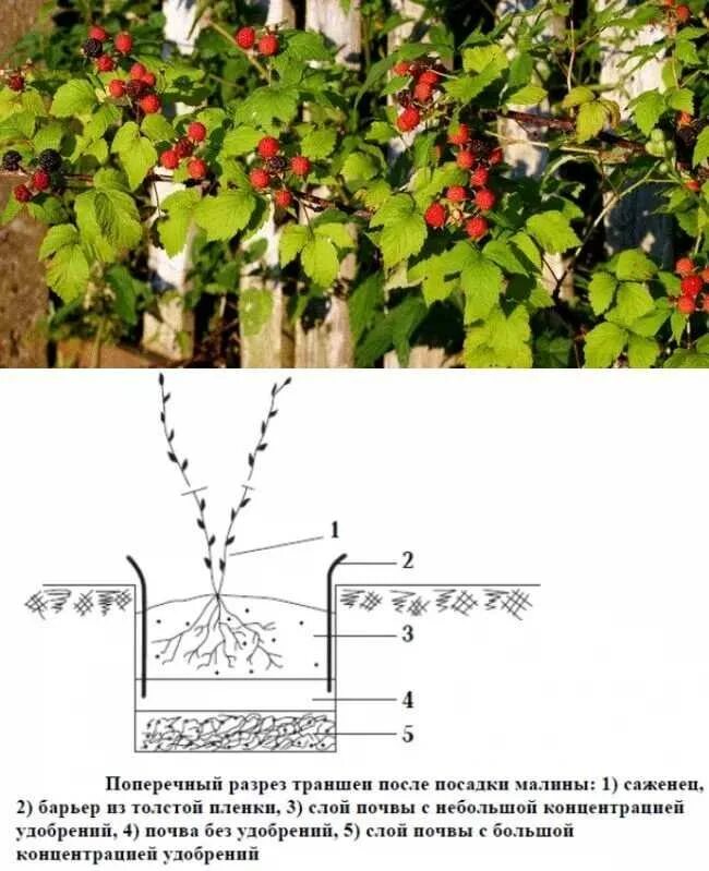Когда можно пересаживать малину на другое. Схема посадки кустовой малины. Посадка малины кустом. Посадка малины Кустовым методом. Малинник схема посадки.