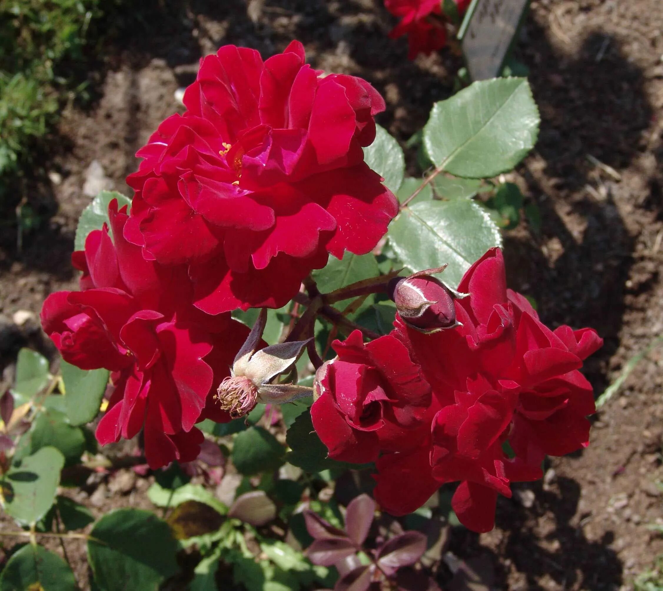 Rosa Manora - Rose - Manora - Rose