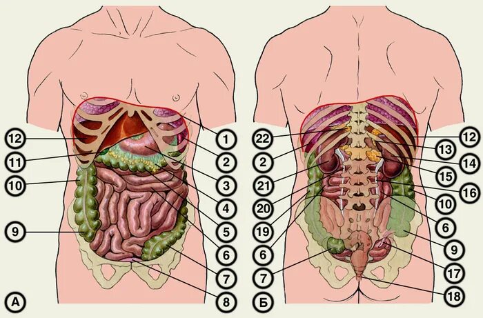 Органы человека с ребрами. Внутренние органы человека схема сзади. Внутренние органы человека схема расположения вид сзади. Органы человека сзади со спины. Строение органов брюшной полости сзади.
