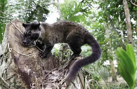 Brother musang