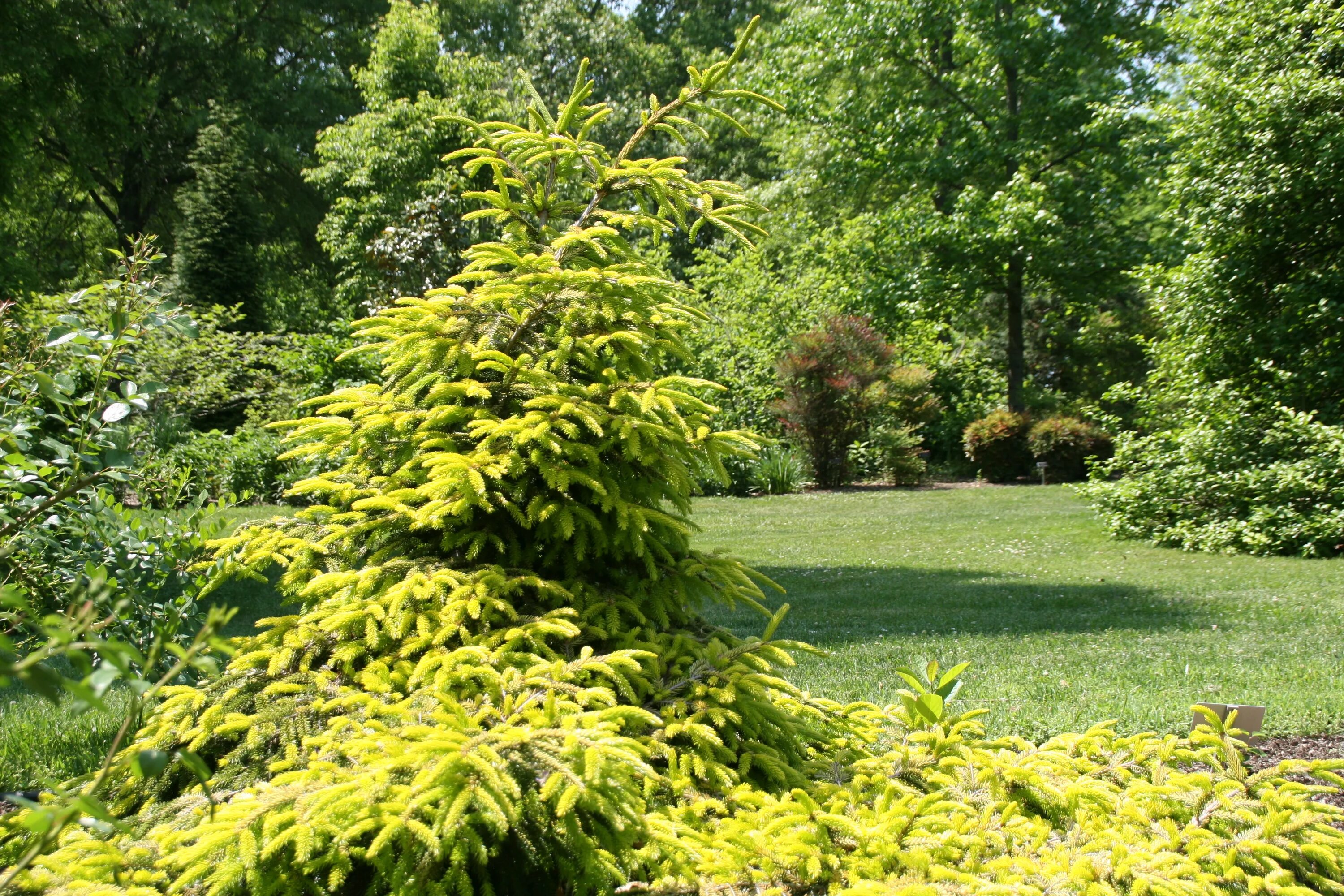 Picea aurea. Ель восточная ауреа. ель обыкновенная ауреа. ель ауреа (aurea). picea orientalis aurea.