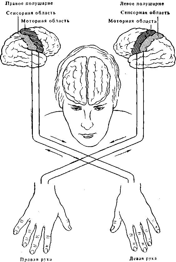 Полушария и руки. Правое полушарие мозга отвечает за левую сторону тела. Правое полушарие мозга отвечает за левую руку. Контроль мозгом тело левое полушарие и правое полушарие. Левая рука правое полушарие.