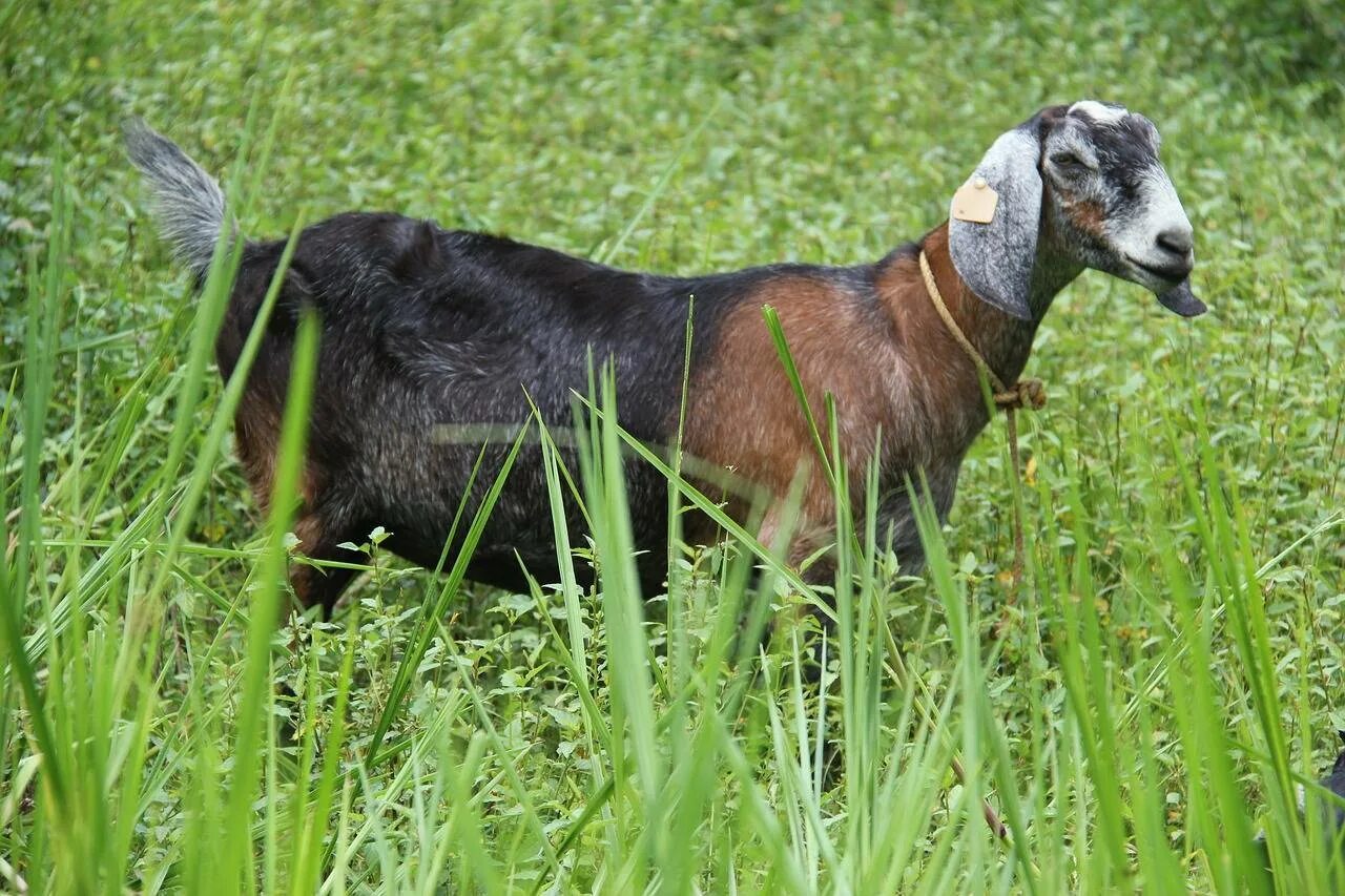 Козы нубийские фото цена описание. Альпо-нубийские козы. Англо-нубийская коза. Нубийские козы белые. Нубийские козы Шами.