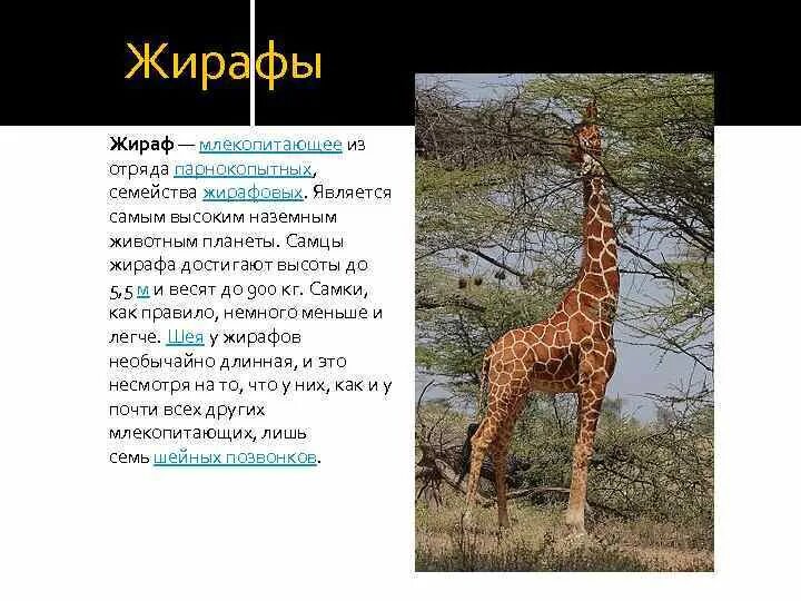 Проект национального парка танзании. Проект на тему Танзания. Жираф высокое наземное животное. Национальные парки Танзании проект. Создание национального парка.