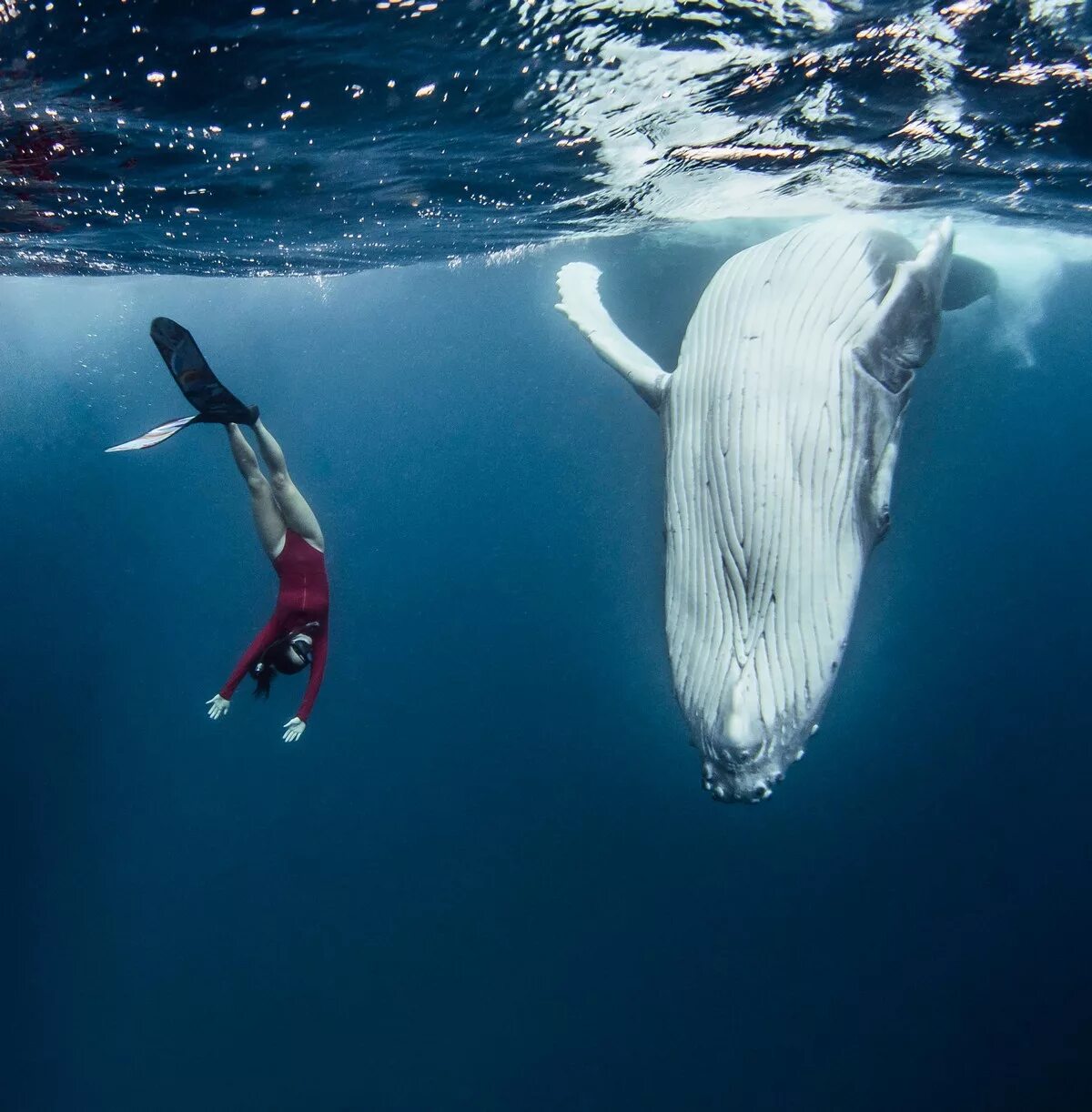 Через океан плывет. Киты в океане. Погружение с китами. Огромный кит. Кит плавает в океане.