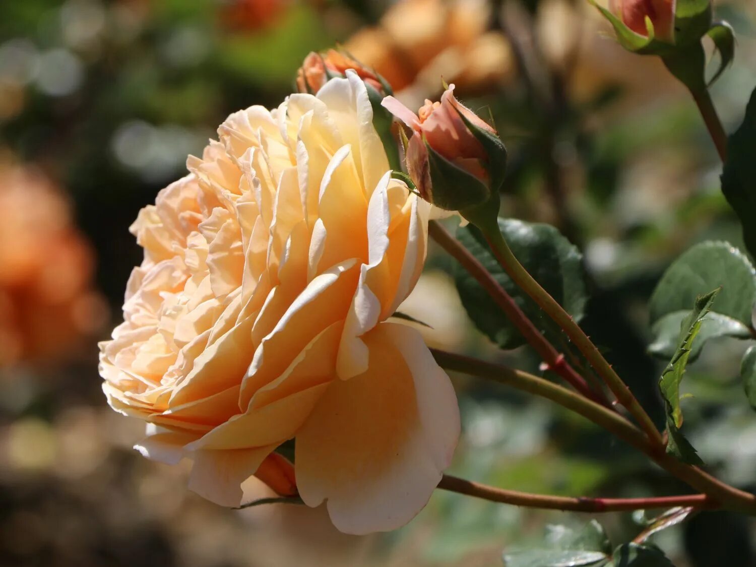 Crown Princess Margareta ® Розы, Английская роза, Ландшафт
