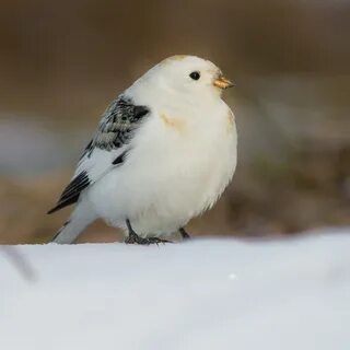 Маленькие птички севера