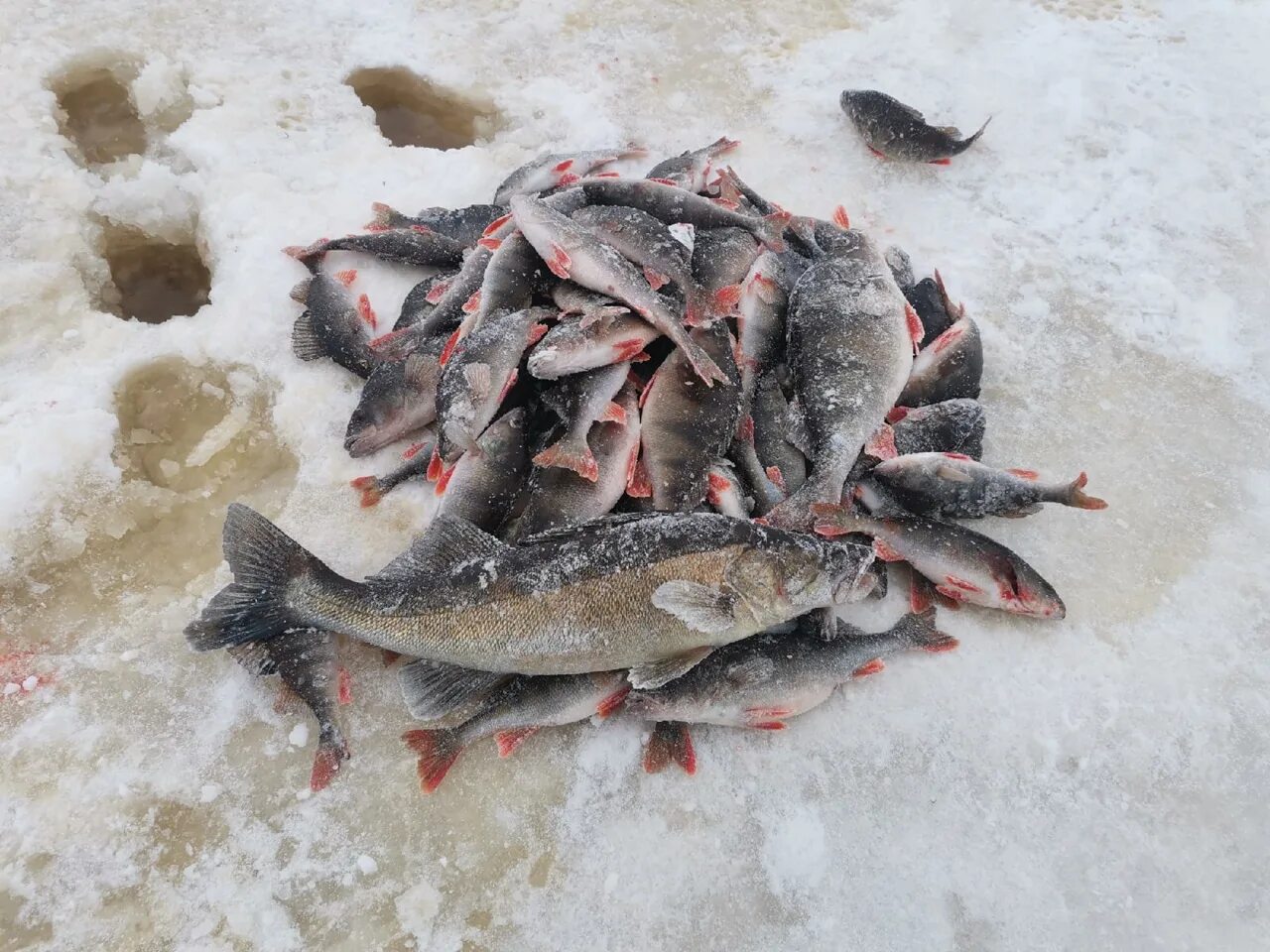 Рыбинск форум рыбаков. Мякса Рыбинское водохранилище. Рыбинское водохранилище рыбалка. Рыбинское водохранилище зимняя рыбалка. Рыбалка Рыбинское водохранилище 2022.