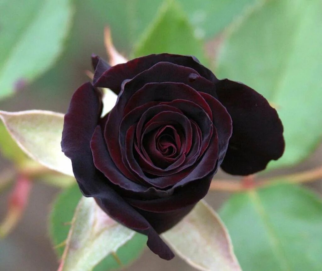 Саженцы черной розы