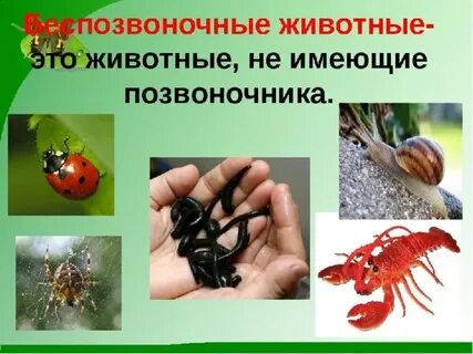 Беспозвоночные животные 3