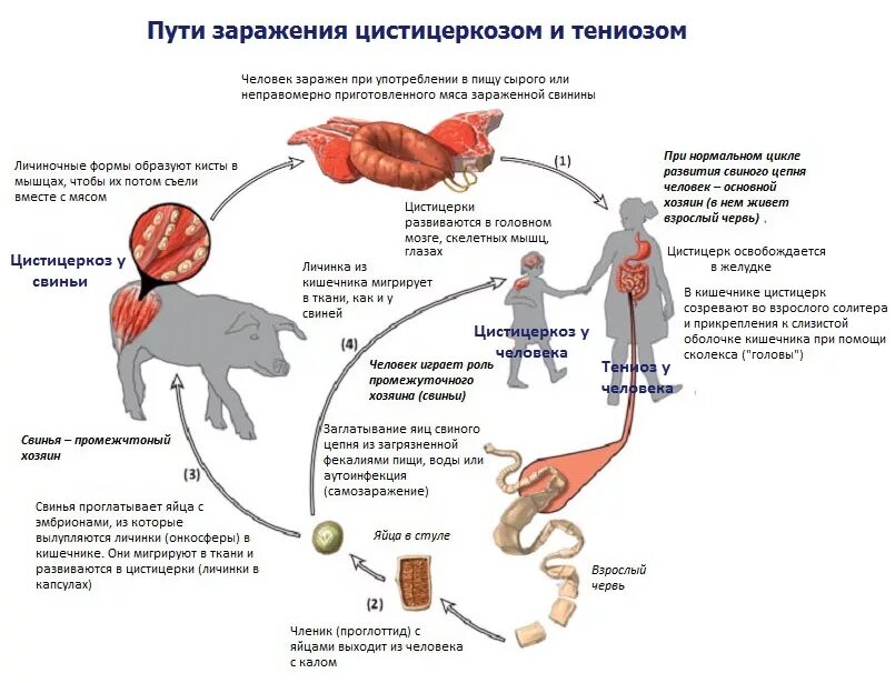 Какая стадия свиного цепня разовьется в человеке. Цистицеркоз КРС жизненный цикл. Цистицеркоз свиней жизненный цикл. Цистицеркоз свиней цикл развития. Пути заражения цистицеркозом у животных.