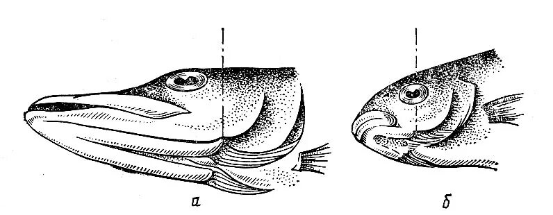 Строение головы растительноядной рыбы. Внешнее строение головы рыб. Калтычок у рыбы. Анатомия головы рыбы.