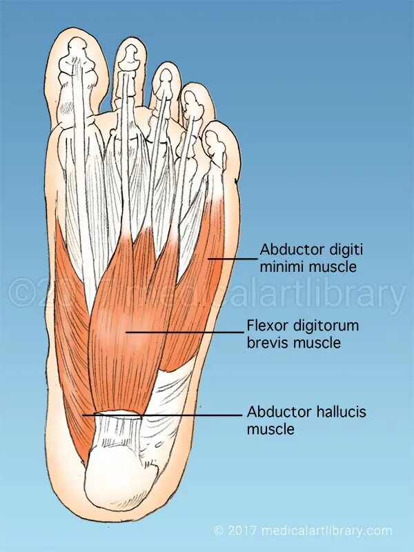 Мышцы подошвы стопы анатомия. Мышцы ступни человека анатомия. Мышцы стопы анатомия. Мышцы стопы подошвенная сторона.
