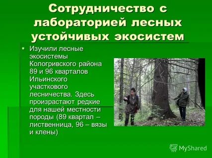 Лесничества презентация
