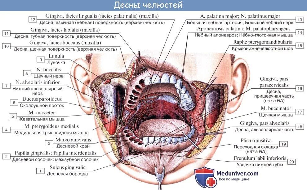 Переходная складка слизистой. Строение зубов человека схема верхней челюсти анатомия. Строение челюстей, зубов, полости рта.. Ротовая полость строение анатомия зубов. Строение ротовой полости человека анатомия.