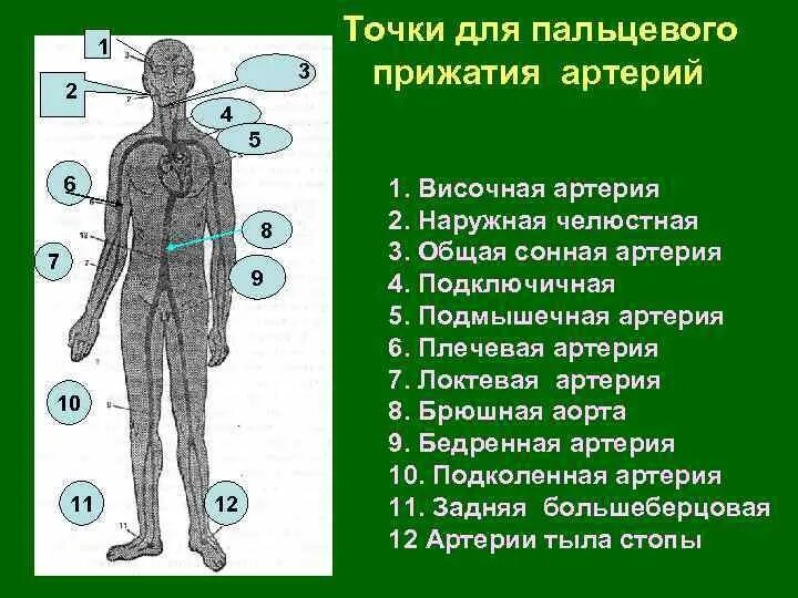 Первая основная точка. Точки прижатия артерий. Пальцевые точки прижатия артерий. Основные точки прижатия артерий. Токи пальцев ОГО прижатия артерий.