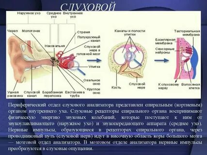 Нервные импульсы в органе слуха