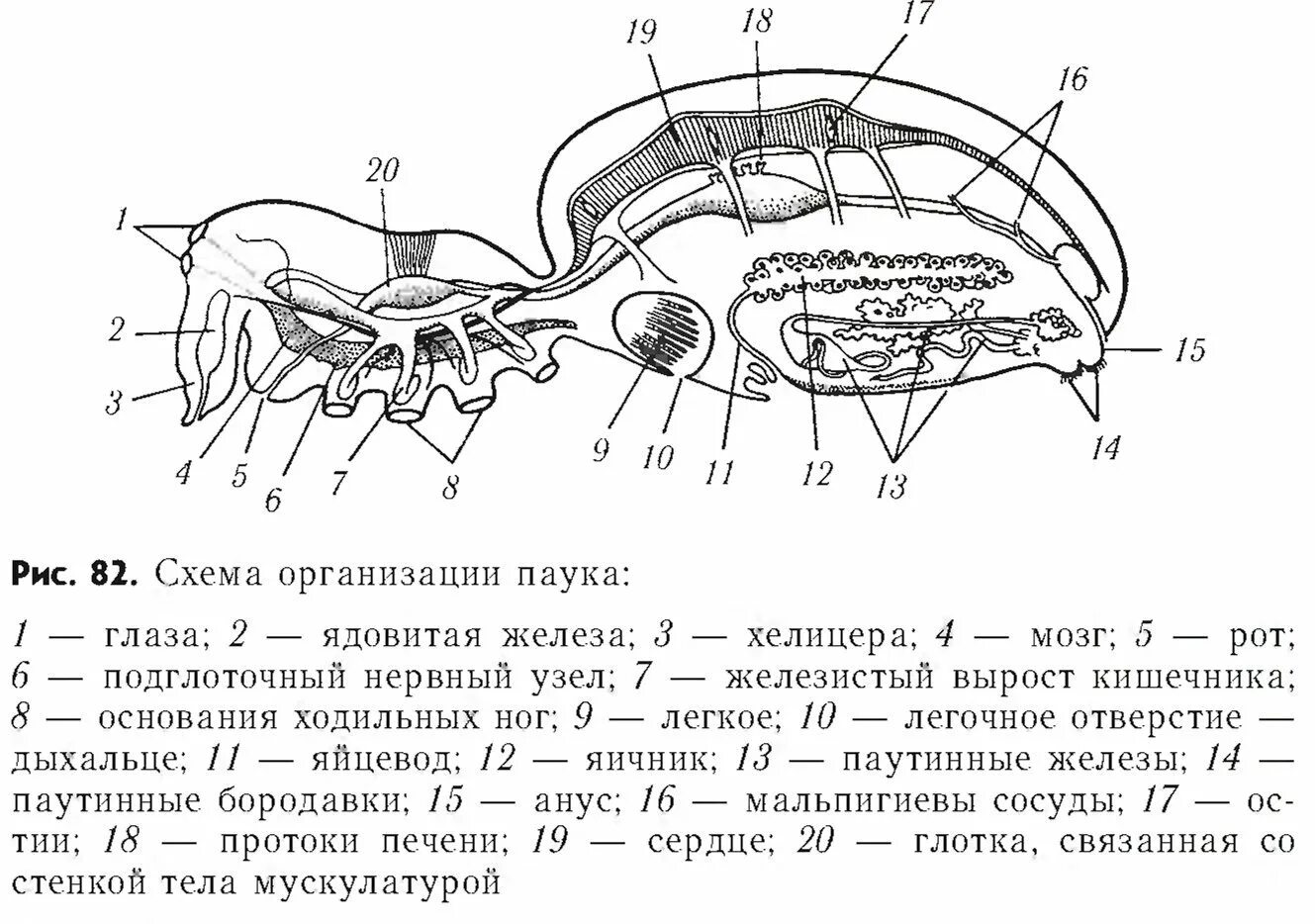 Внешнее и внутреннее строение паука. Внутреннее строение паукообразных. Нервная система паукообразных 7 класс биология. Выделительная система паукообразных 7 класс. Схема внутреннего строения паука.