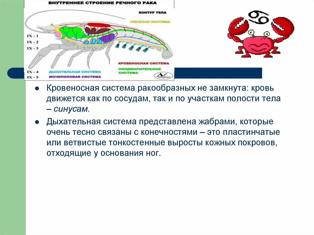 Выделительная система и кровеносная система ракообразных:. Класс ракообразные кровеносная система. Строение кровеносной системы ракообразных. Дыхательная система ракообразных 7 класс. Какой тип кровеносной системы характерен для членистоногих