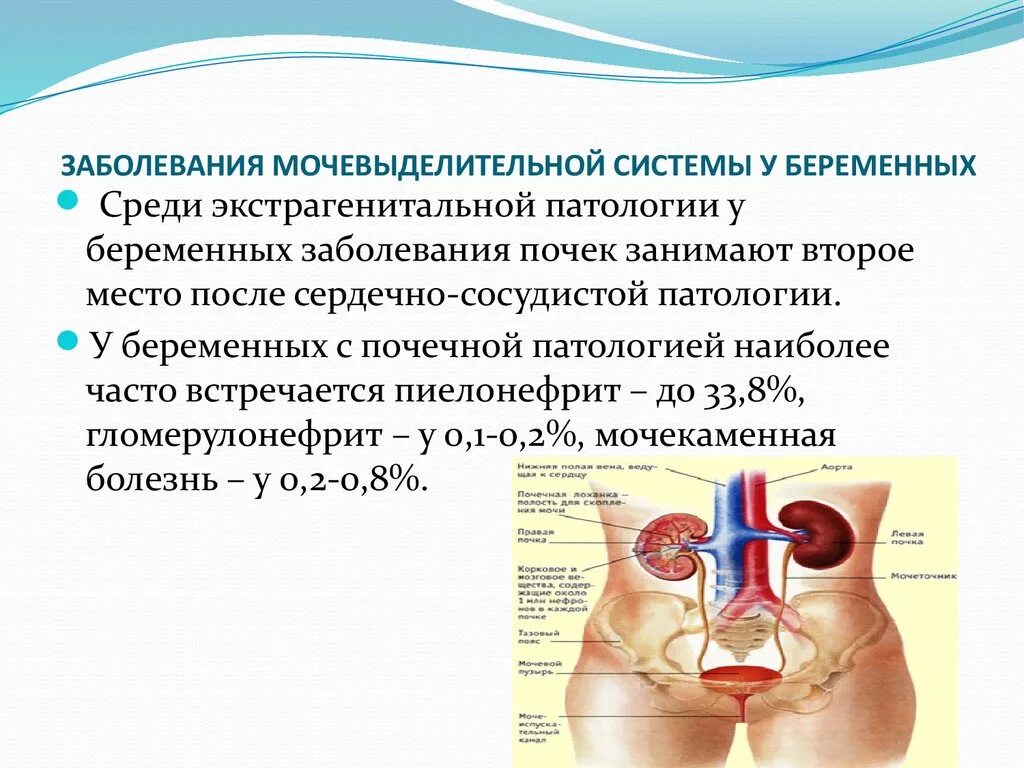 Профилактика заболеваний органов выделительной системы. Нарушение мочевыделительной системы. Заболевания органов мочевой системы. Заболевания мочевыводящей системы.