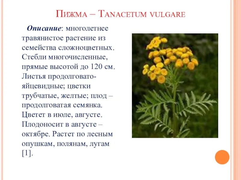 Свойства пижмы обыкновенной. Пижма обыкновенная. Пижма Tanacetum vulgare. Пижма обыкновенная семейство. Пижма обыкновенная семянки.