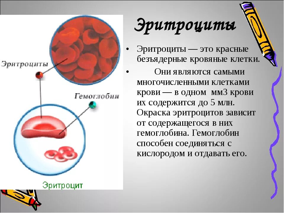 3 признака эритроцитов. Эритроцит. Эритроциты в крови. Клетка эритроцита. Эритроциты 8 в крови.