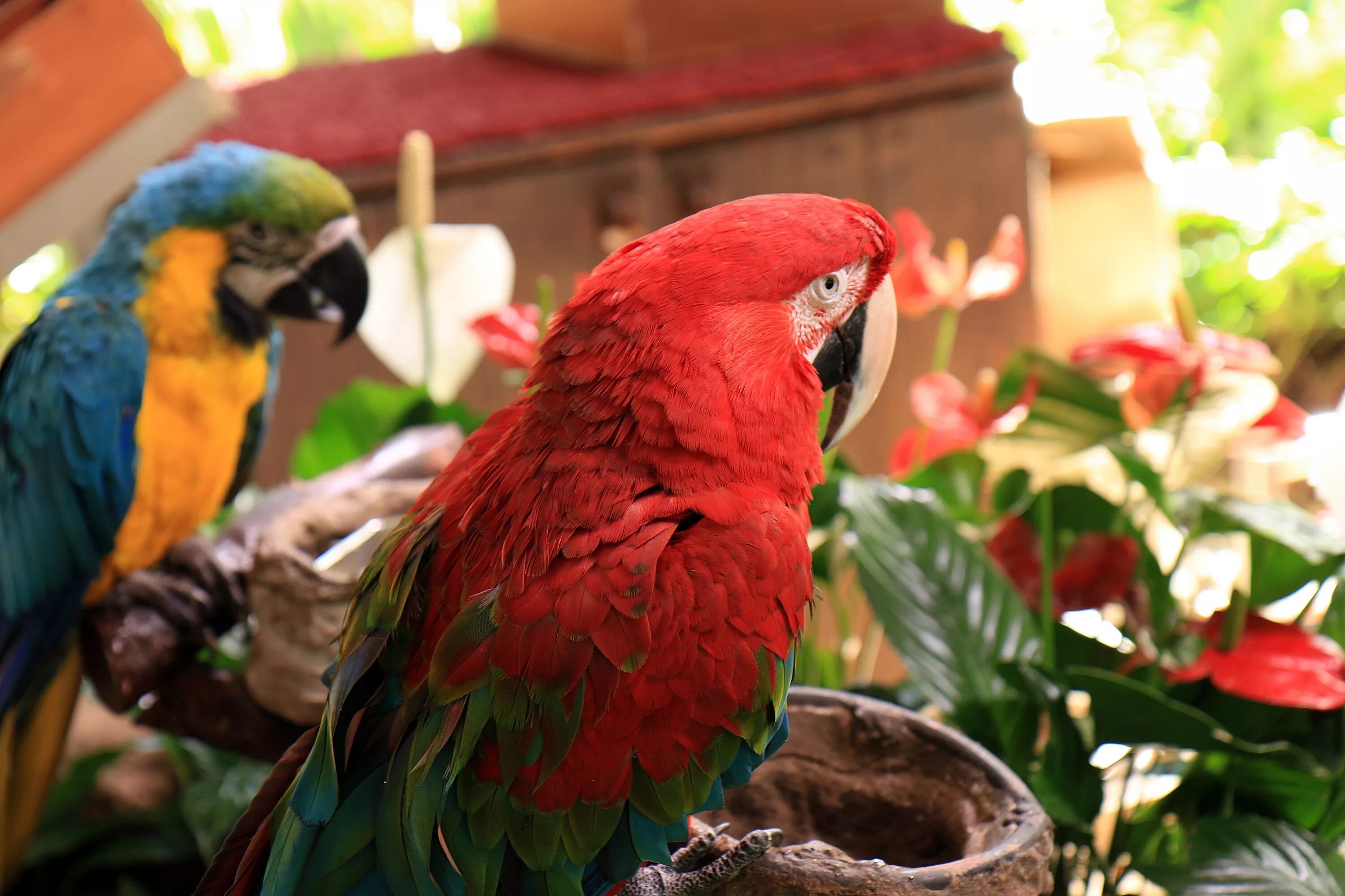 Red parrot