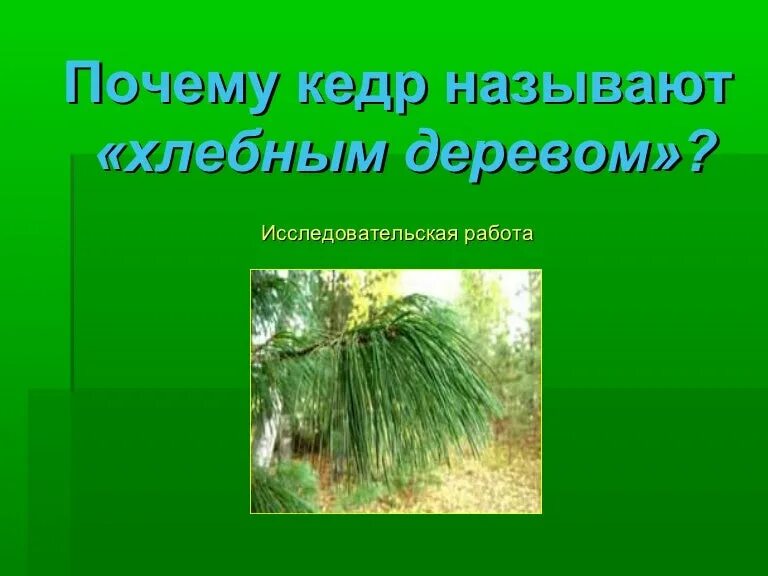 Почему кедр можно назвать щедрым текст рассуждение. Почему назвали кедр. почему дерево называют хлебным. почему хлебное дерево называется хлебным. почему кедр можно назвать щедрым.