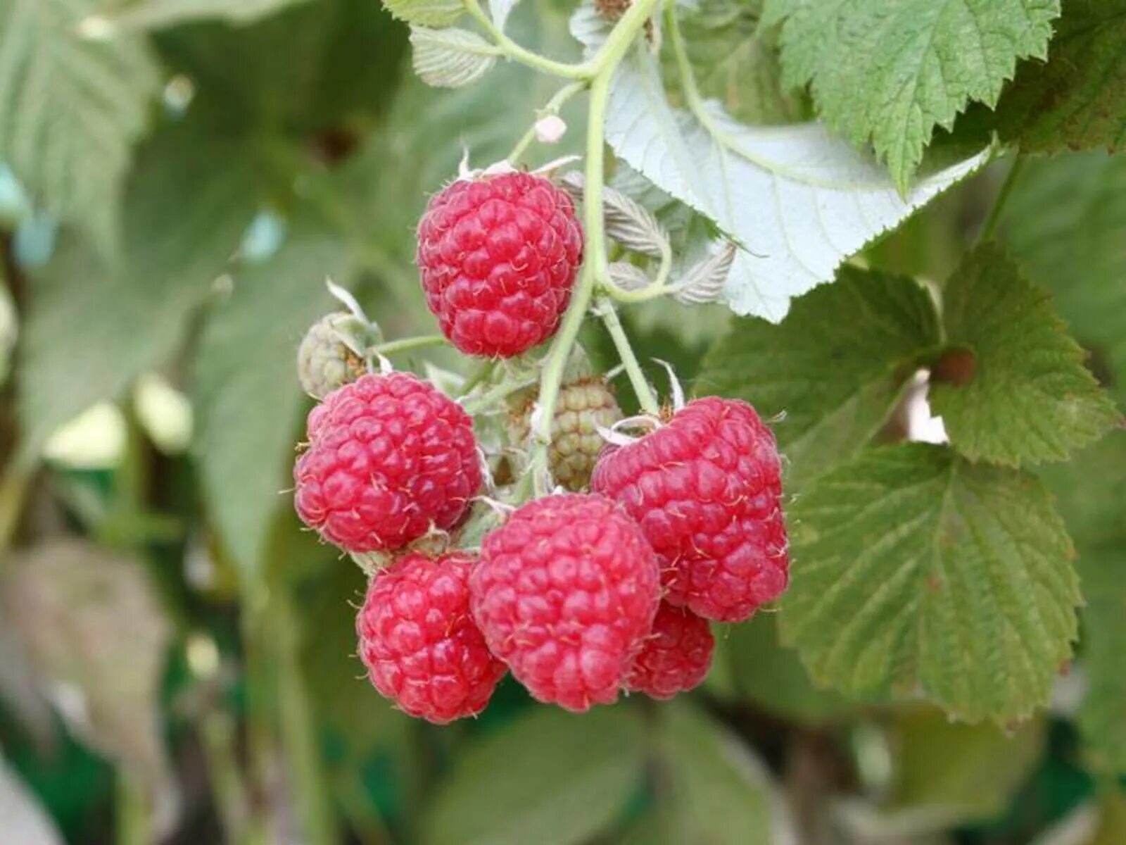 Малина Глен Файн. Малина обыкновенная Глен Файн. Малина обыкновенная (Rubus idaeus). Малина обыкновенная Глен ампл.