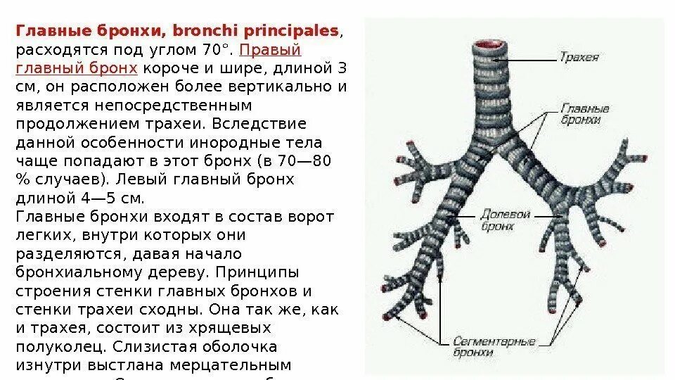 Сколько главных бронхов