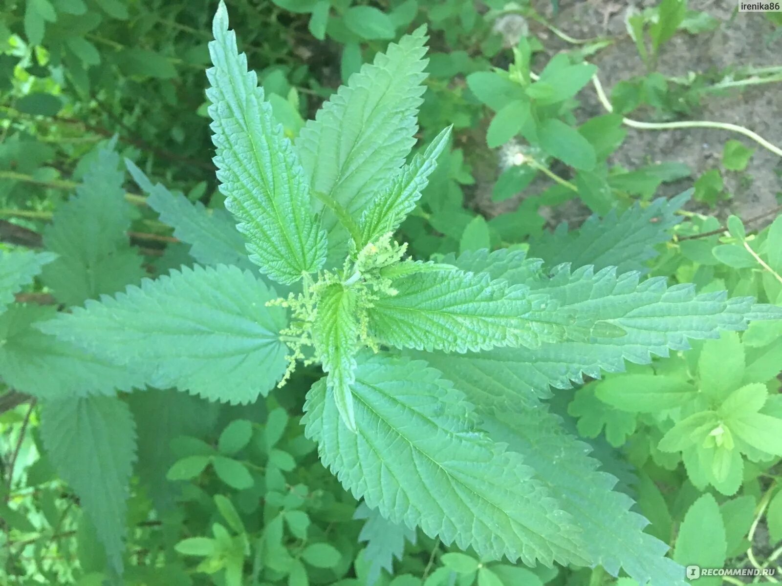 Трава крапивы цена. Urtica platyphylla. Крапива трава. Крапива двудомная фото. Крапива двудомная для волос.