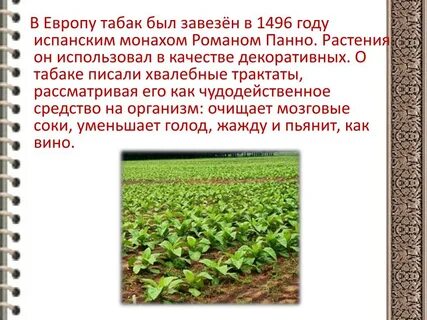 Суть табака