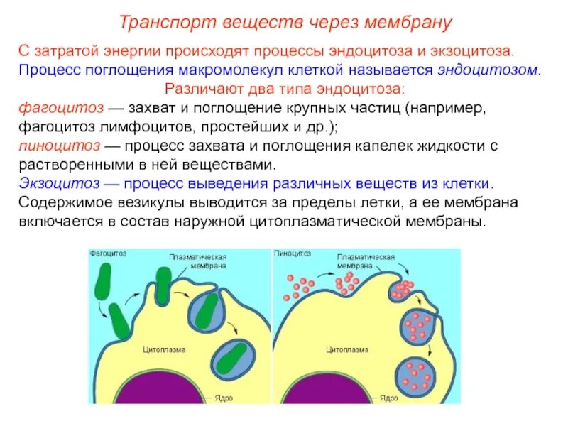 Процессы происходящие в цитоплазме