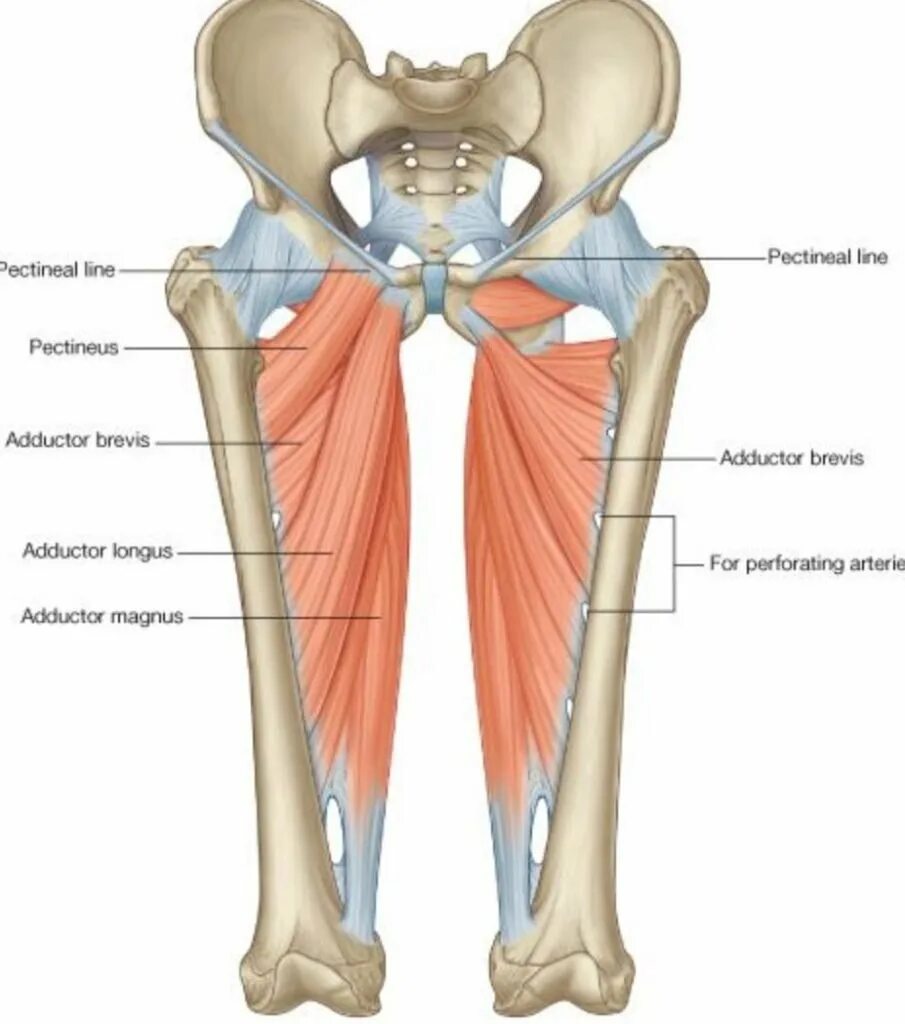 Функции приводящих мышц. Adductor Brevis мышца. Adductor Brevis бедра. Аддуктор Магнус мышца. Длинная приводящая мышца бедра m. Adductor longu.