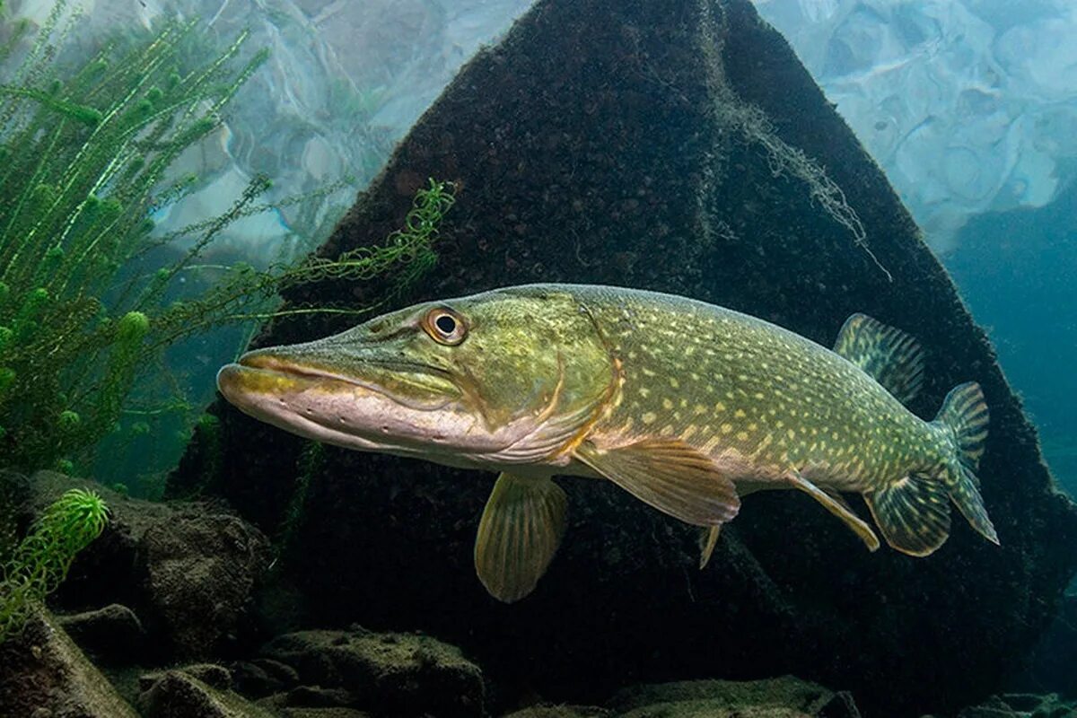 Обыкновенная щука (Esox Lucius). Вид обыкновенная щука - Esox Lucius. Рыба щука Esox Lucius. Щука Байкальская. Щука россия