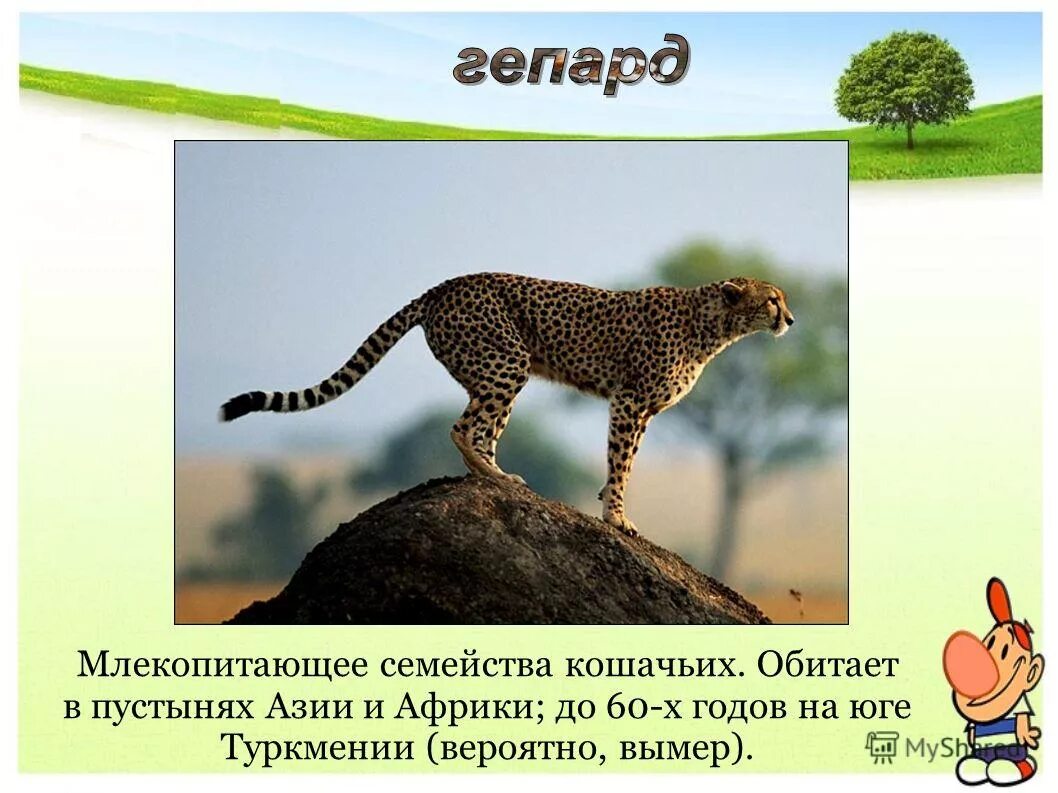 самое быстрое животное из семейства кошачьих. млекопитающее семейства кошачьих кроссворд. ягуар удачного дня. длина тела снежного барса с хвостом. леопард вытягивается.