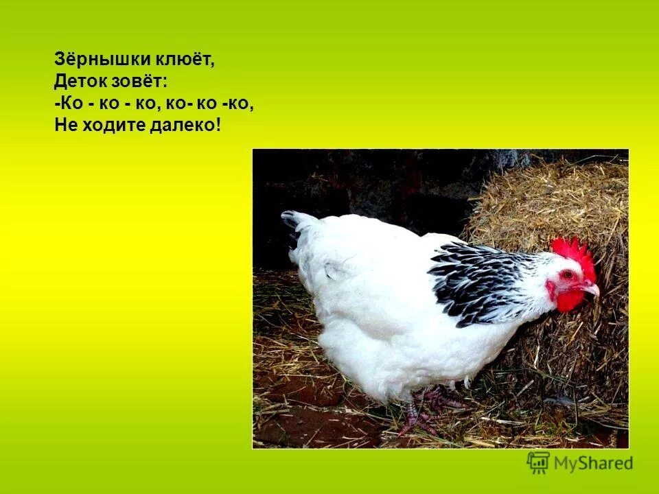 Ко ко не ходите далеко лапками. Игра курочка и цыплята для детей 3-4 лет. Вышла курочка гулять. Ко ко не ходите далеко лапками. Стишок ко ко ко ко ко ко не ходите далеко лапками гребите.