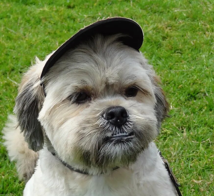 Собака пижон. Длиннокрылый берлинский голубь. Пижон животных. Биоошейник антипаразитарный "пижон premium" для собак, чёрный,. Бренды товаров для животных.