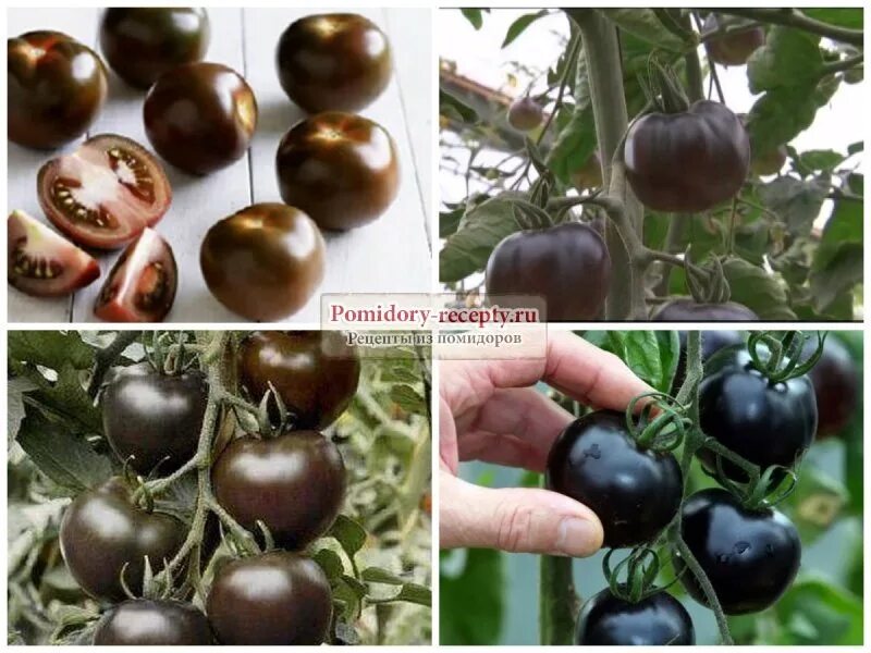 сорт помидор черный принц фото. томат чёрный шоколад. сорт помидор черный принц. томат черный принц крупноплодный. сорт помидор черный принц.