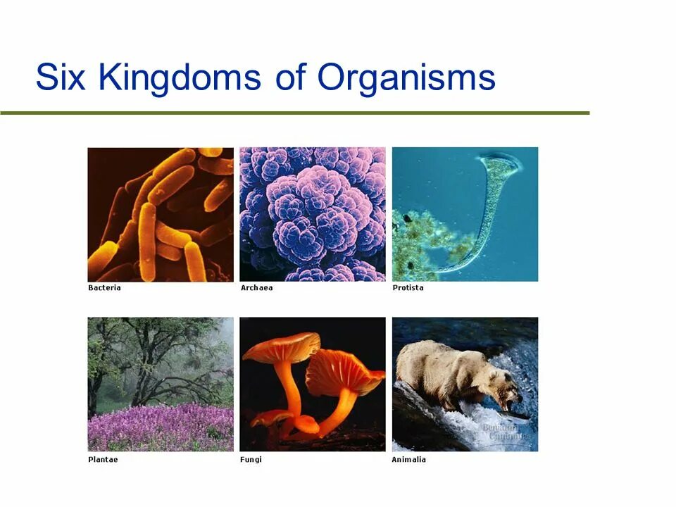 Kingdoms of living organisms. Six kingdoms. Организмы которые считаются редкими. 6 kingdom animalia. Kingdoms of biology.