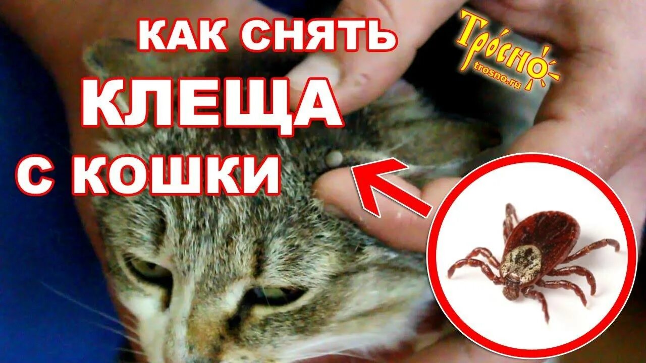 Как достать кошку. Как достать кошку