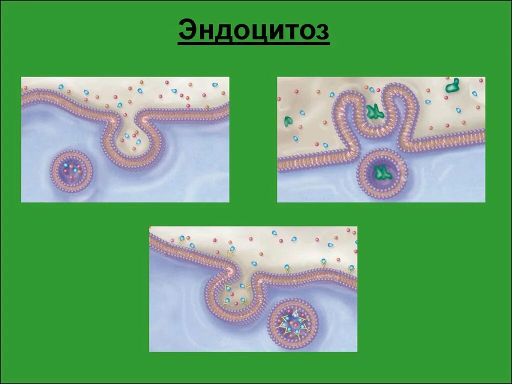 Последовательность эндоцитоза. Эндоцитоз. Эндоцитоз картинка. Эндоцитоз у животных. Эндоцитоз и экзоцитоз.