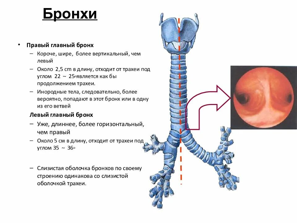 Топография трахеи и главных бронхов. Трахея и бронхи их строение топография. Строение трахеи и бронхов анатомия. Строение, топография и функции трахеи и бронхов..