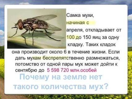 Жизнь мухи сколько